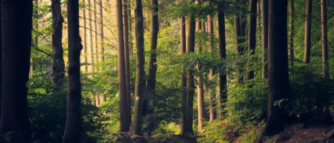 Umsetzung CSRD in Deutschland