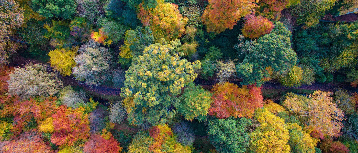 a aerial view of trees with different colors of leaves