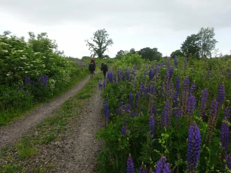 Ehrenamt-Pfadfinder-Fahrt-Schweden-2