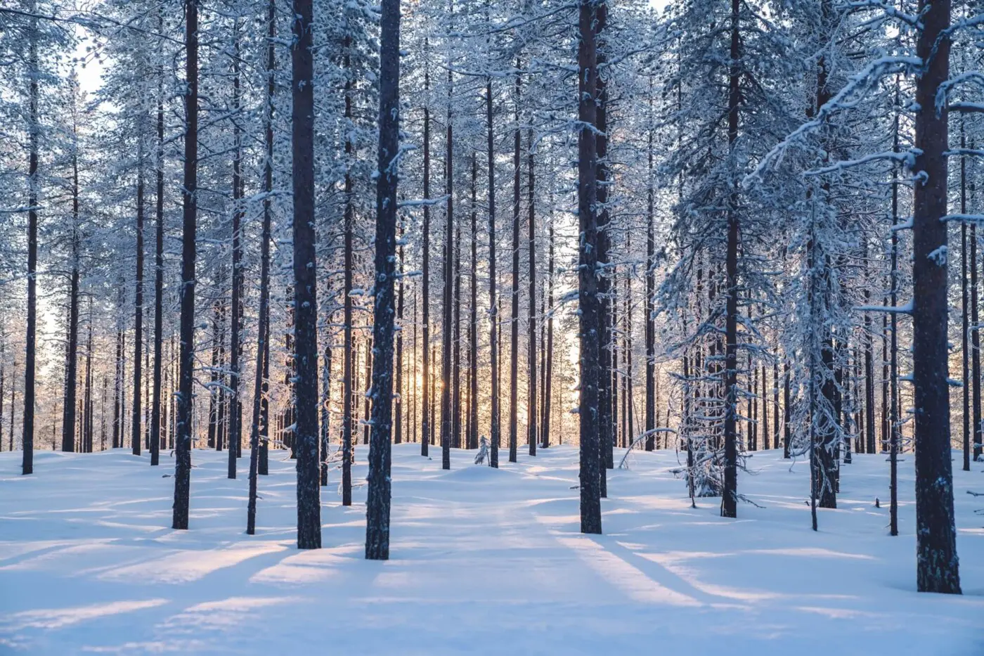 Paris Alignment Klimaziele Headergrafik Wald mit Schnee