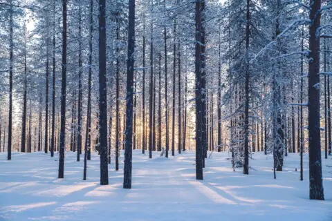 Paris Alignment Klimaziele Headergrafik Wald mit Schnee