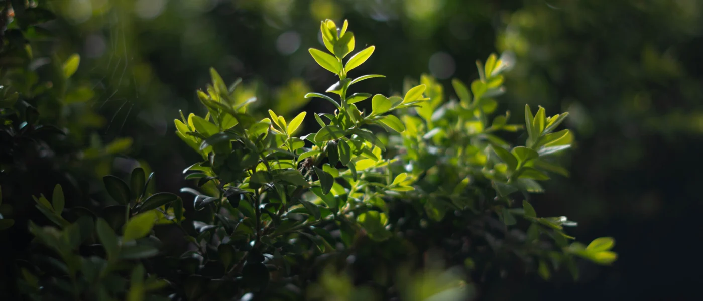 EUDR, Artikel zur EU-Entwaldungsverordnung