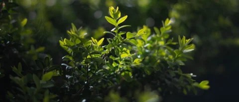 EUDR, Artikel zur EU-Entwaldungsverordnung