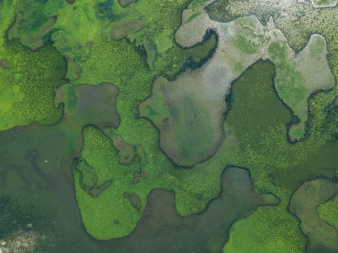 Biodiversität_Blogartikel_Header_msgforbanking